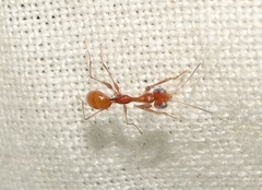 Dryinidae
