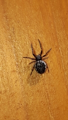 Nuctenea silvicultrix