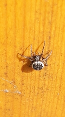 Nuctenea silvicultrix