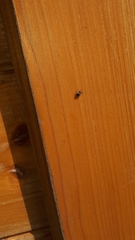 Nuctenea silvicultrix