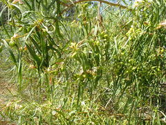 Eremophila bignoniiflora