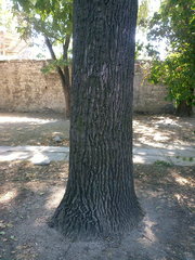 Quercus robur