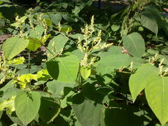 Reynoutria japonica