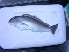 Caulolatilus microps