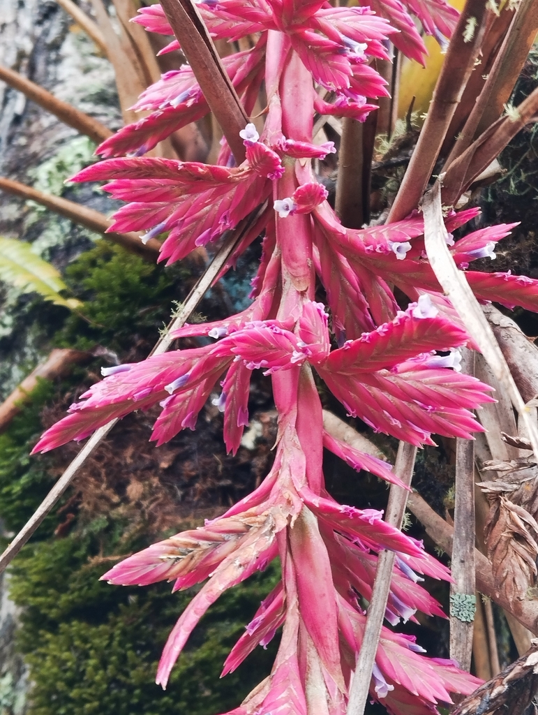 Tillandsia engleriana