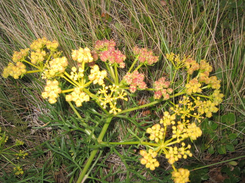 Cachrys sicula, photograph 6