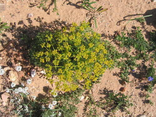 Cachrys sicula, photograph 5
