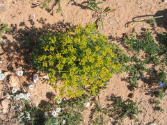 Cachrys sicula, photograph (c) zebedeugalinha, some rights reserved (CC BY)
