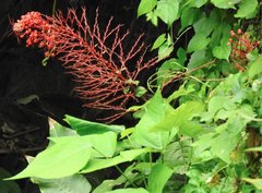 Clerodendrum paniculatum