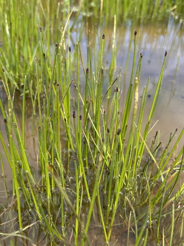 Eleocharis mamillata