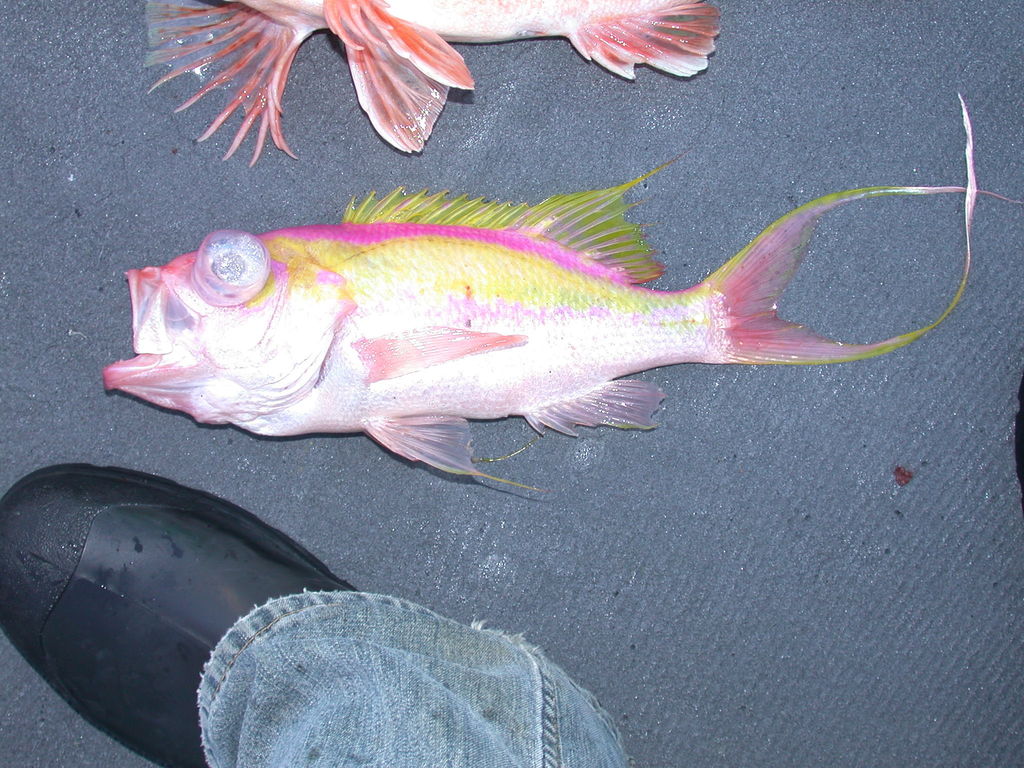 Swallowtail Bass