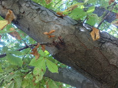 Aesculus hippocastanum