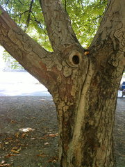 Aesculus hippocastanum