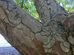 Aesculus hippocastanum