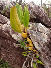 (c) agujaceratops, some rights reserved (CC BY) Bifrenaria tyrianthina, photograph (c) agujaceratops, some rights reserved (CC BY)