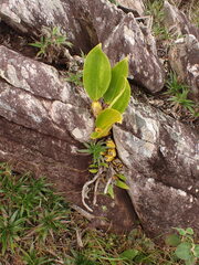 (c) agujaceratops, some rights reserved (CC BY) Bifrenaria tyrianthina, photograph (c) agujaceratops, some rights reserved (CC BY)