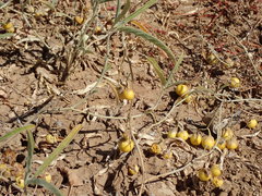 Solanum esuriale