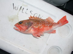 Helicolenus dactylopterus