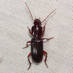 Stenomorphus