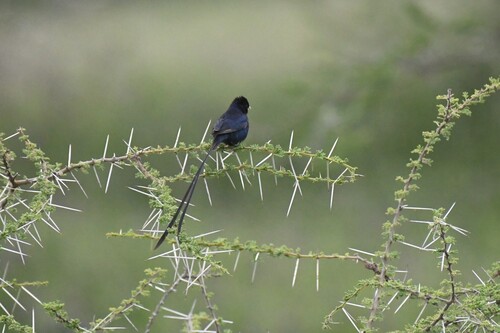 Steel-blue Whydah (Vidua hypocherina), photo 7