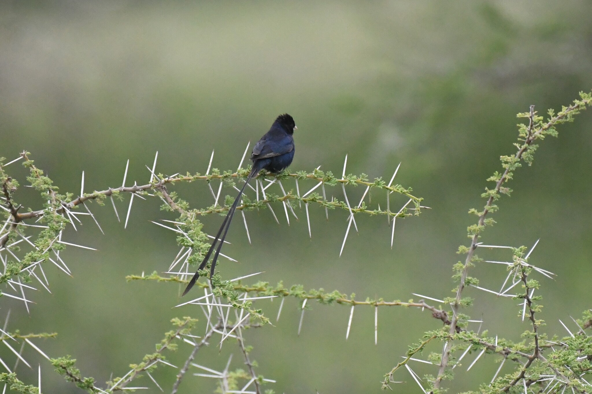 Steel-blue Whydah (Vidua hypocherina), photo 2