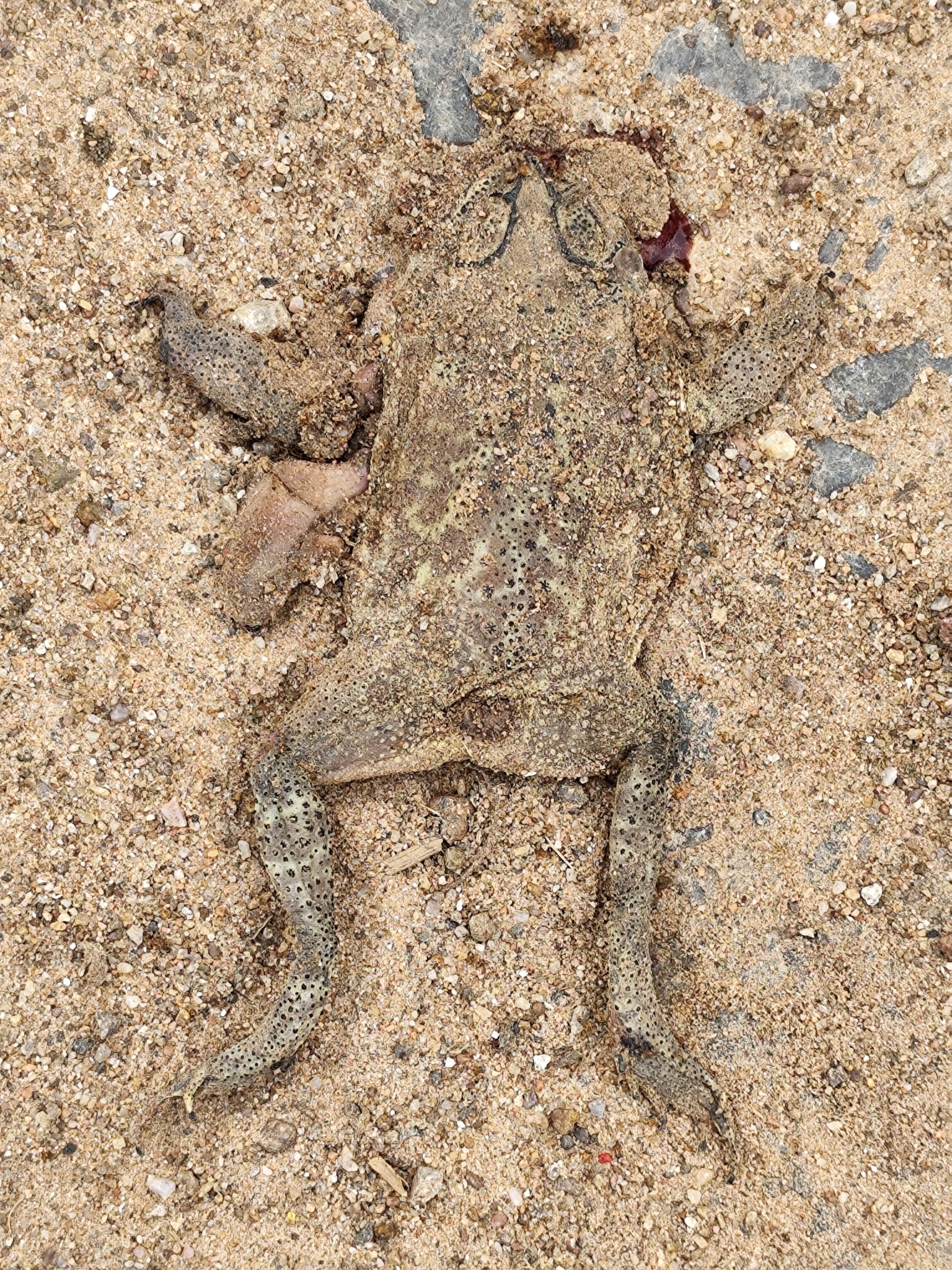 Indian Common True Toad