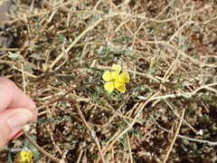 Tribulus eichlerianus