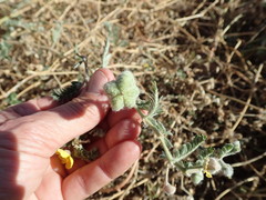 Tribulus eichlerianus