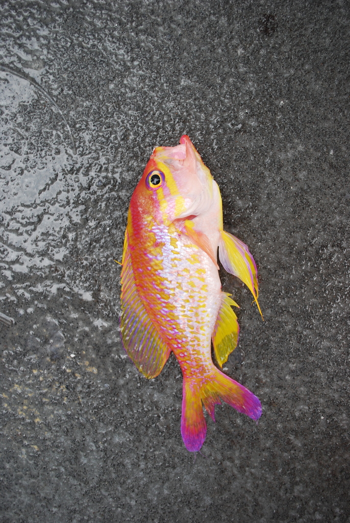 Yellowfin Bass