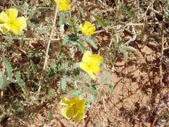 Tribulus hystrix