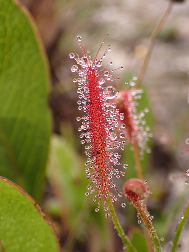 Drosera chrysolepis