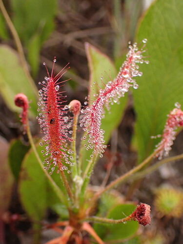 Drosera chrysolepis