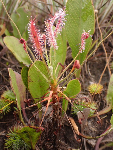 Drosera chrysolepis