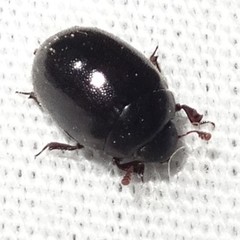 Nosodendron unicolor