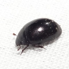 Nosodendron unicolor