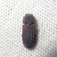 Phloeonemus