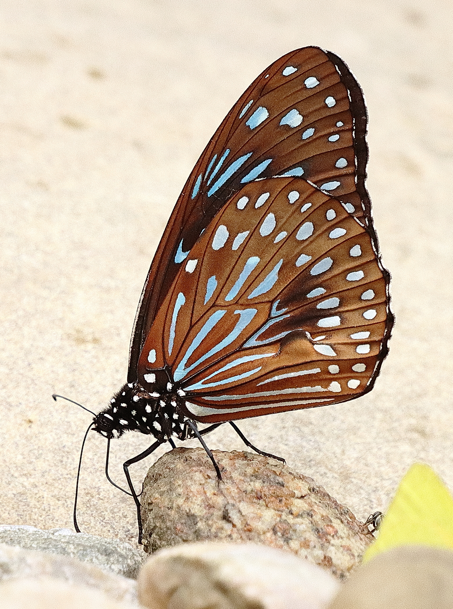 Dark Blue Tiger