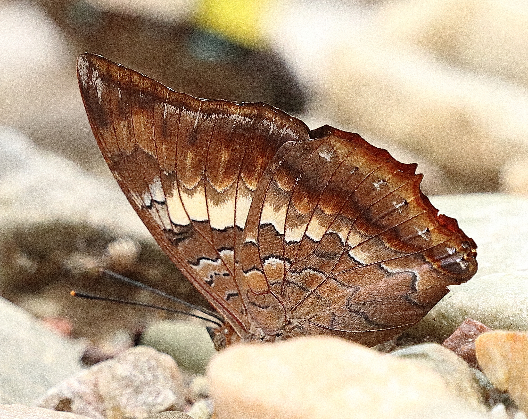 Tawny Rajah