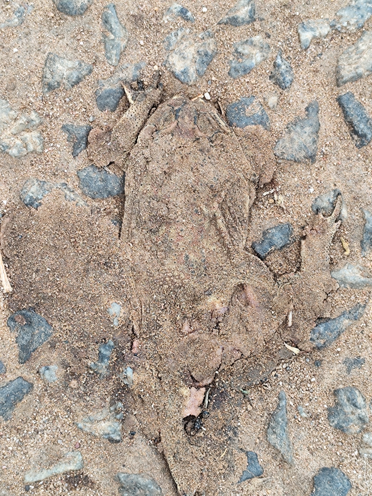 Indian Common True Toad