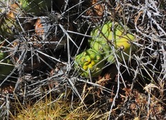 Cumulopuntia chichensis, photograph author not stated, no rights reserved