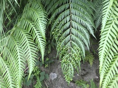 Woodwardia prolifera