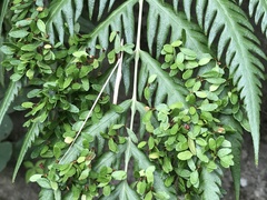 Woodwardia prolifera