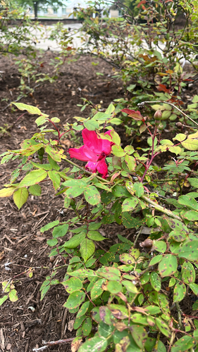 Rosa amblyotis iNat (2)