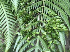 Woodwardia prolifera