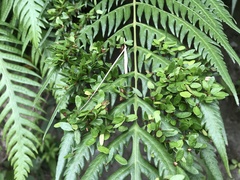 Woodwardia prolifera