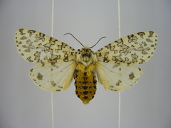 Alpenus maculosa