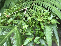 Woodwardia prolifera