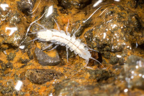 Salmasellus howarthi, 2025-05-26