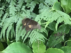 Papilio nephelus chaonulus