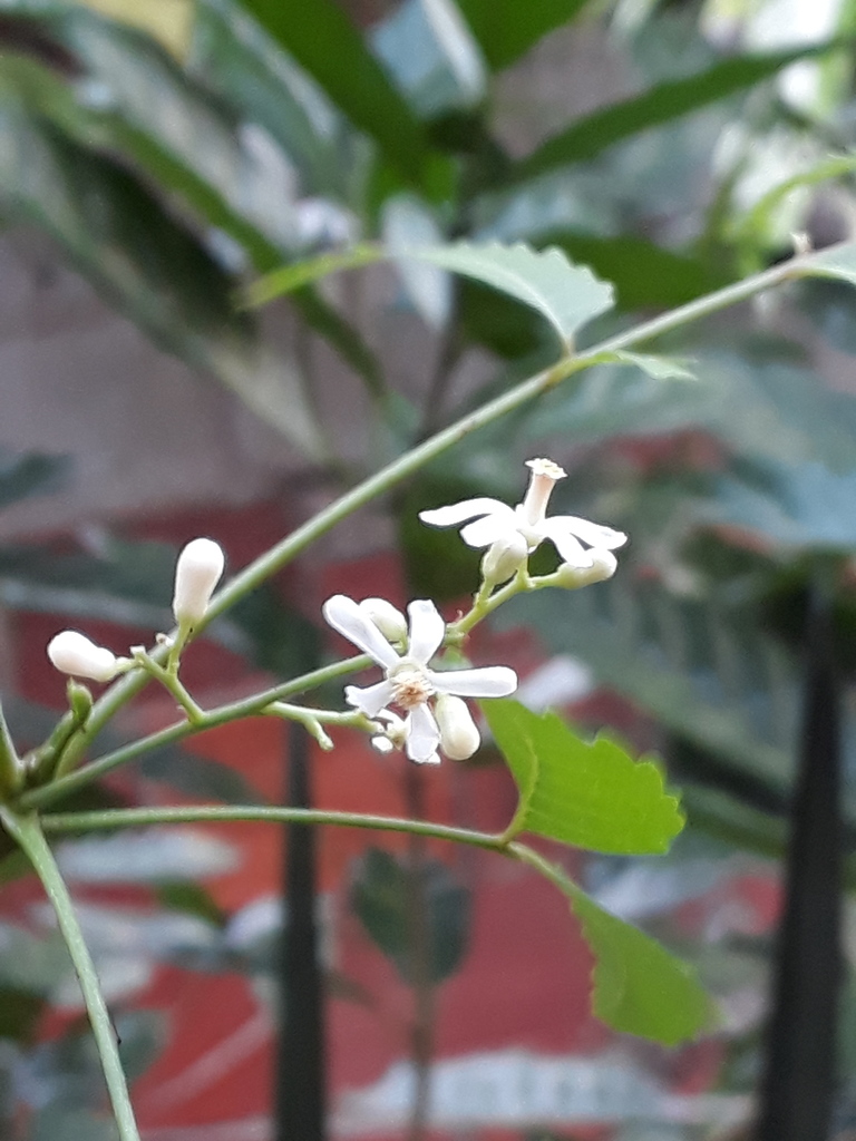 neem-from-st-joseph-trinidad-and-tobago-on-september-13-2019-at-03-59